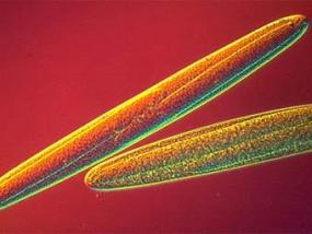 Запасливые бактерии несут сотни тысяч копий своего генома