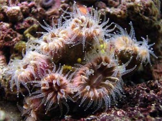Кораллы из рода Caryophyllia, вымираю...