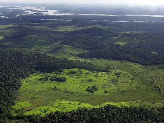 Леса Амазонки, часть из которых будет...