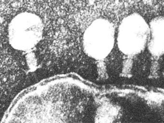 Бактериофаги пытаются проникнуть внут...
