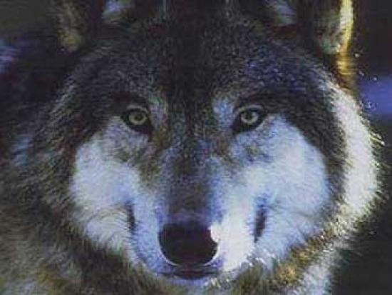 	  Канадский волк. Фото с сайта never...
