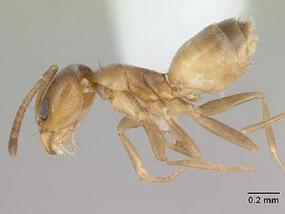 Самоубийство оказалось для муравьев обычным делом