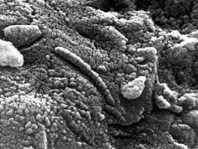 Глиняные астероиды оказались способны переносить останки живых организмов