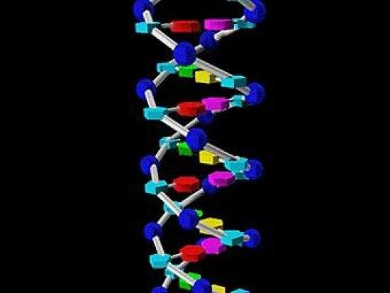 Модель двойной спирали ДНК. Изображен...