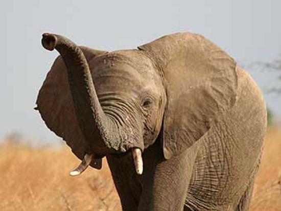 	  Африканский слон относится к видам...