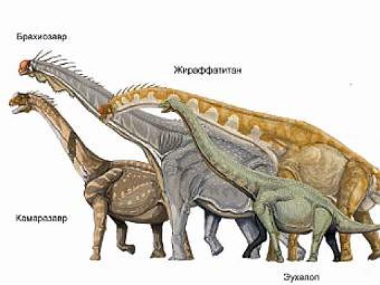 	  Различные виды зауроподов. Изображ...