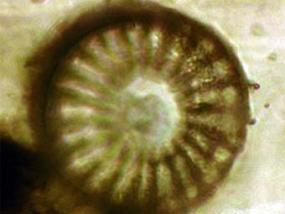 В янтаре мелового периода впервые найдены морские организмы