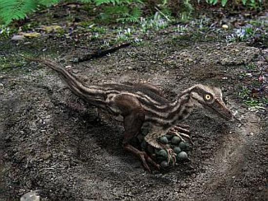 Особь рода Troodon в гнезде. Изображе...