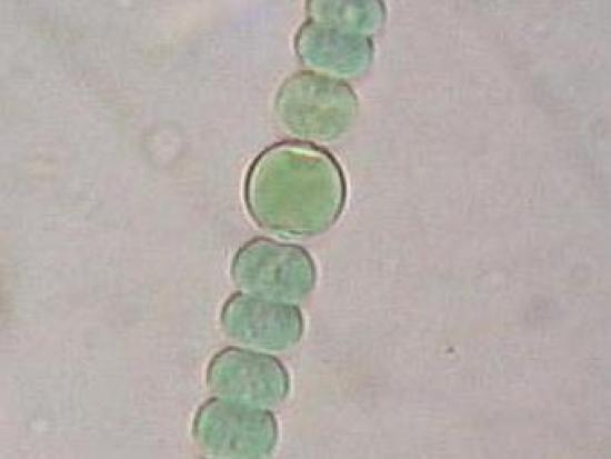 Цианобактерии - первые и самые "мален...