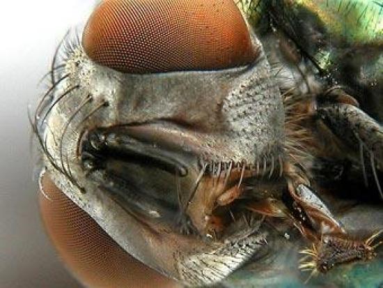 Глаза насекомых образованы множеством...