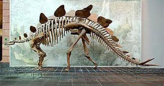 Реконструкция скелета динозавра Stego...