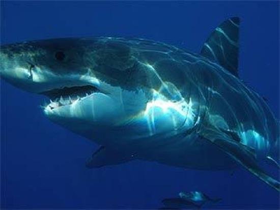 Большая белая акула. Фото пользовател...