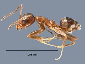 Энтомологи обнаружили у муравьев "запах жизни"