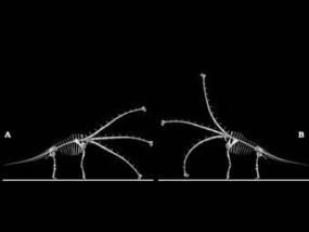 Палеонтологи перевернули представления о длинношеих динозаврах