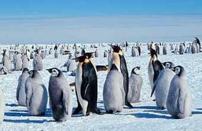 Гуано пингвинов будут искать при помощи спутников