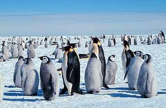 Колония императорских пингвинов. Фото...