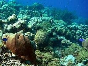 Карибские коралловые рифы стали плоскими