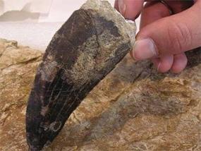 Испанские динозавры удивили ученых десятисантиметровыми зубами