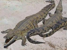 В Техасе нашли останки крокодила возрастом 100 миллионов лет