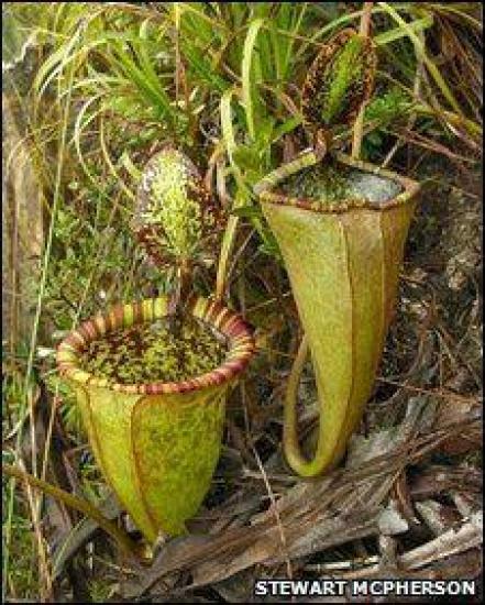 Nepenthes attenboroughii