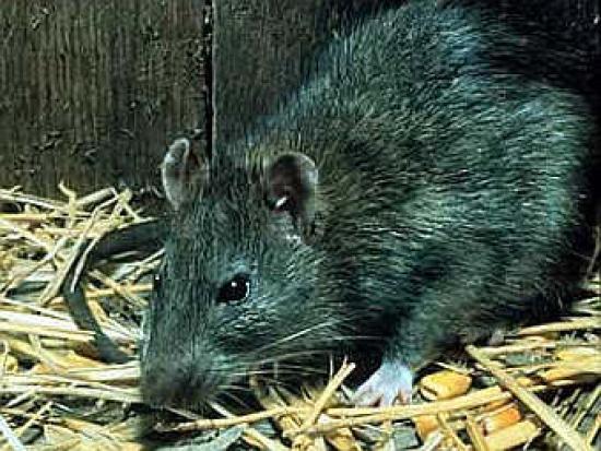 Черные крысы Rattus rattus. Фото сайт...