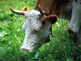 Ученые выяснили функцию рогов у коров
