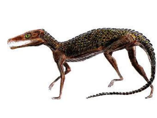 Круротарзан Pedeticosaurus leviseuri....