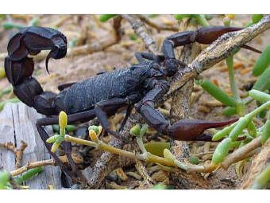 Современный скорпион Androctonus cras...
