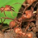 Муравьи-фермеры Atta cephalotes. Фото с сайта ncsu.edu
