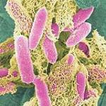 Бактерии Escherichia coli.