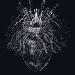 Лорицифера Pliciloricus enigmatus. Изображение пользователя Aglarech с сайта wikipedia.org