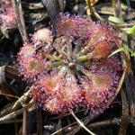 Росянка Drosera capillaris. Фото с сайта shell.cas.usf.edu