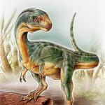 Примерный портрет Chilesaurus в анфас...