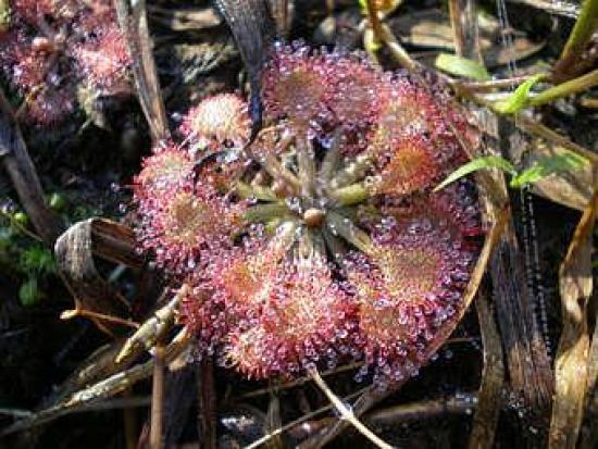 Росянка Drosera capillaris. Фото с са...