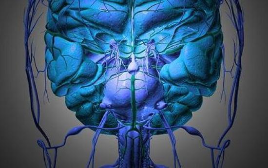 Мозг и нервы (иллюстрация Science Pho...