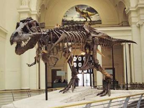 Скелет Tyrannosaurus rex из Полевого ...