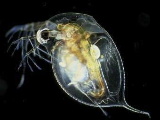 Рачок Daphnia pulex. Фото с сайта iu.edu