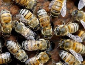 Вымирание пчел продолжается
