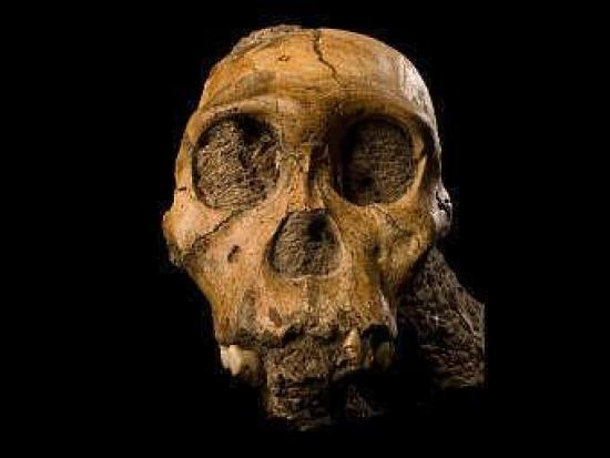 Череп Australopithecus sediba. Фото с...