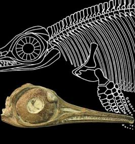 Ихтиозавры после триасового вымирания не смогли восстановить свою популяцию
