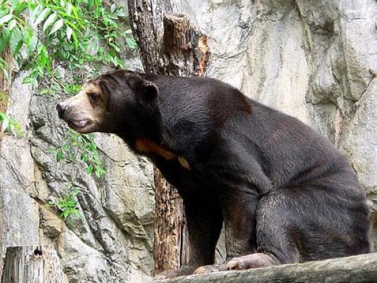 Численность малайских медведей находи...
