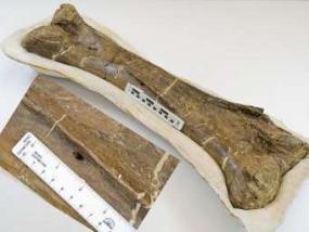 Дырявые кости указали на теплокровность динозавров