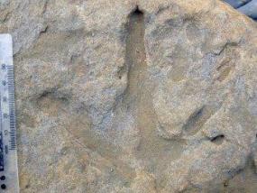 В Австралии нашли хорошо сохранившиеся следы полярных динозавров