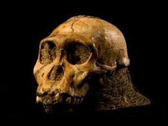 Череп Australopithecus sediba. Фото а...