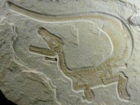 В Баварии нашли останки динозавра в отличном состоянии