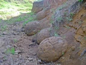 Динозавры из Монголии растили свое потомство в гнезде