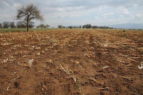 Погибшее поле в Танзании (фото Dwight...