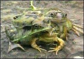 Великобритания: обнаружена трехголовая лягушка-мутант