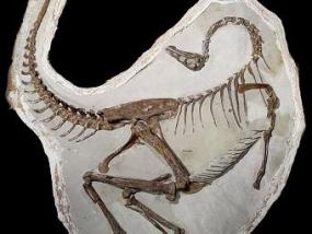 Обнаружен древнейший крылатый динозавр