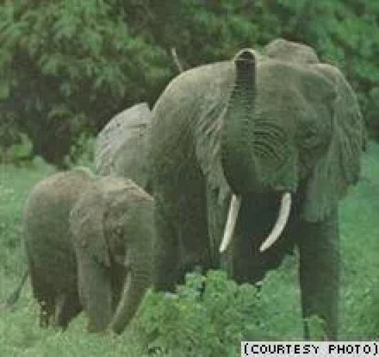 Африканский слон (Loxodonta africana) – самое крупное из современных хоботных животных.